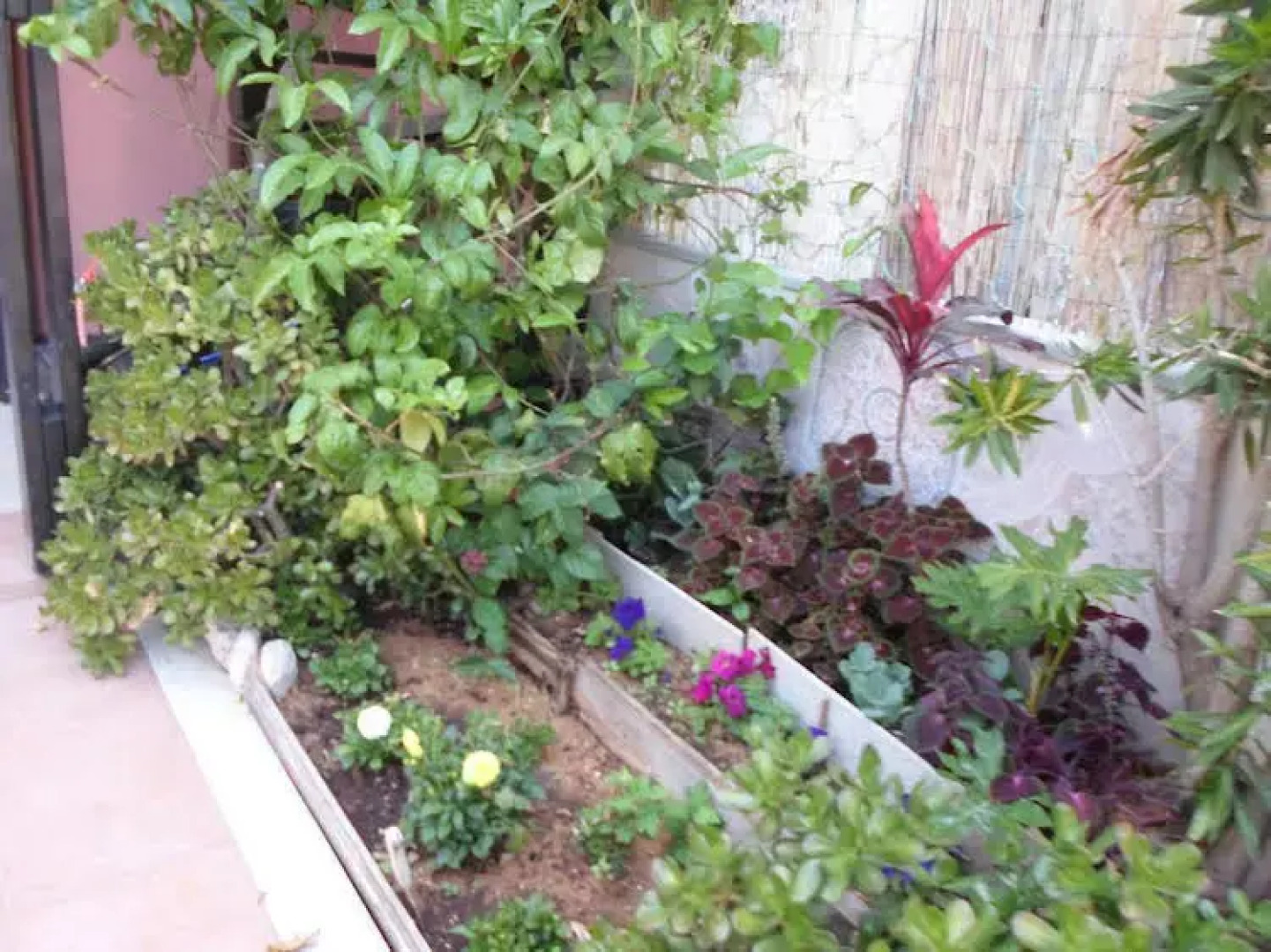 Passion Fruit Apartment