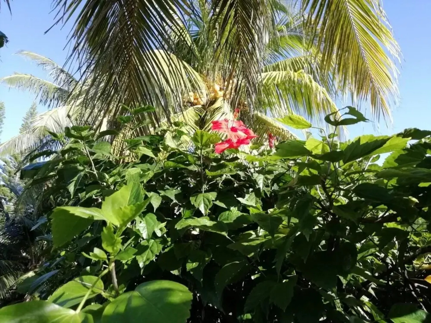 Villa With 3 Bedrooms in Blue Bay, With Private Pool, Enclosed Garden and Wifi - 200 m From the Beach