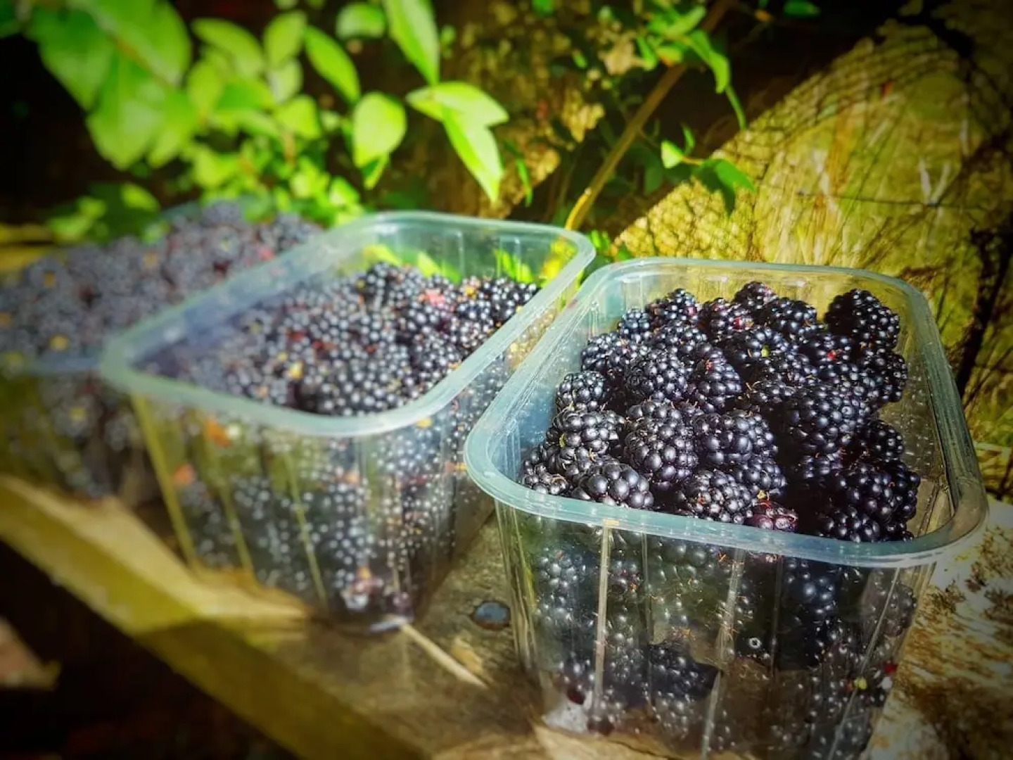 Higher Culloden Farm