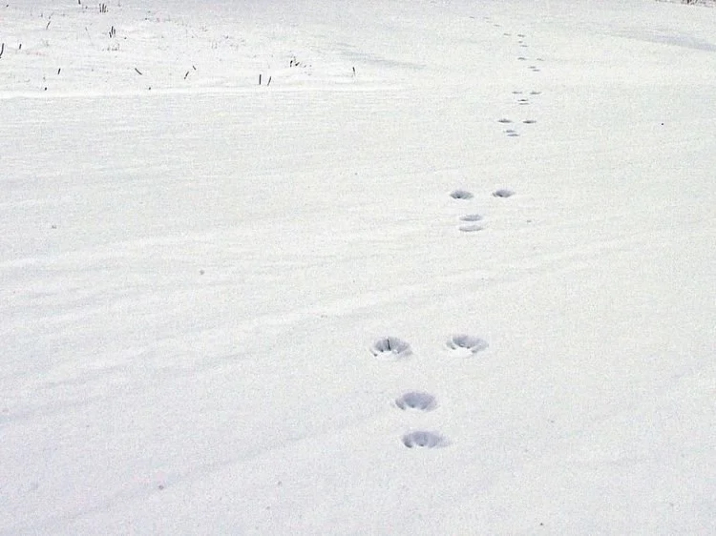 Santa Land Shirakami