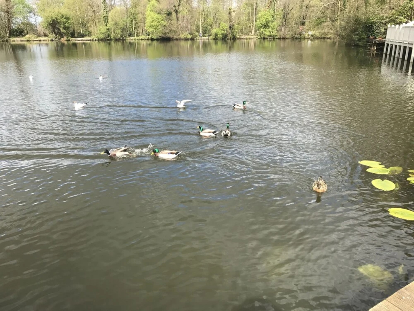 Holiday Home Arizona in Coghurst Holiday Park