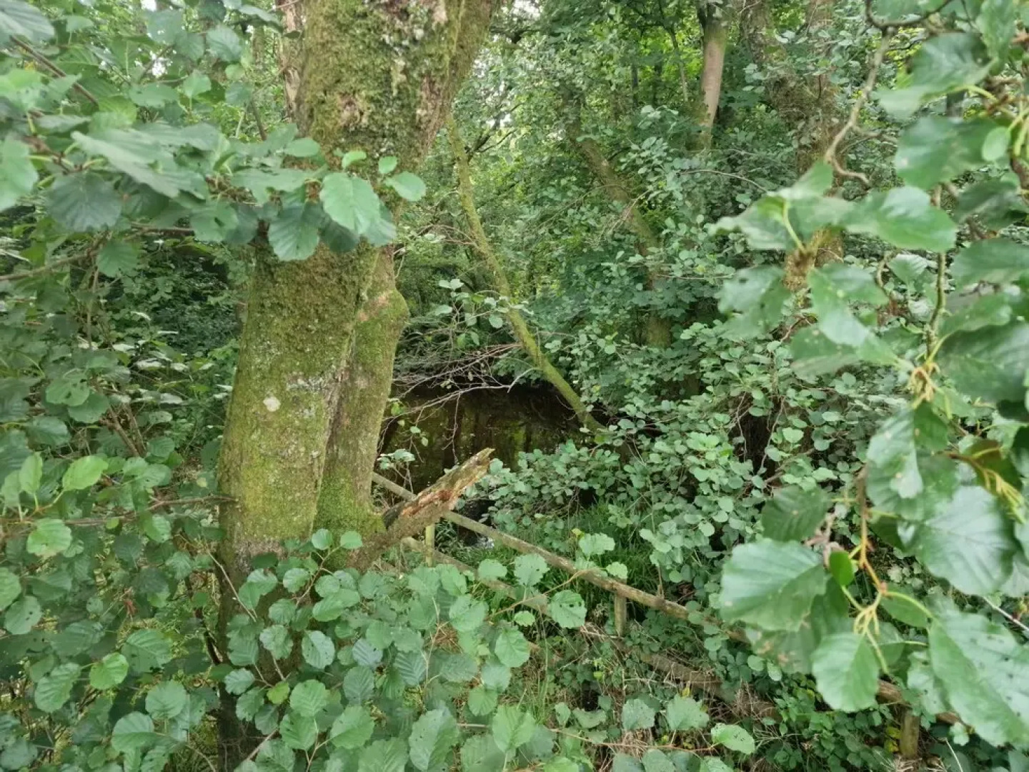 Large Glamping Hut - Riverview 13