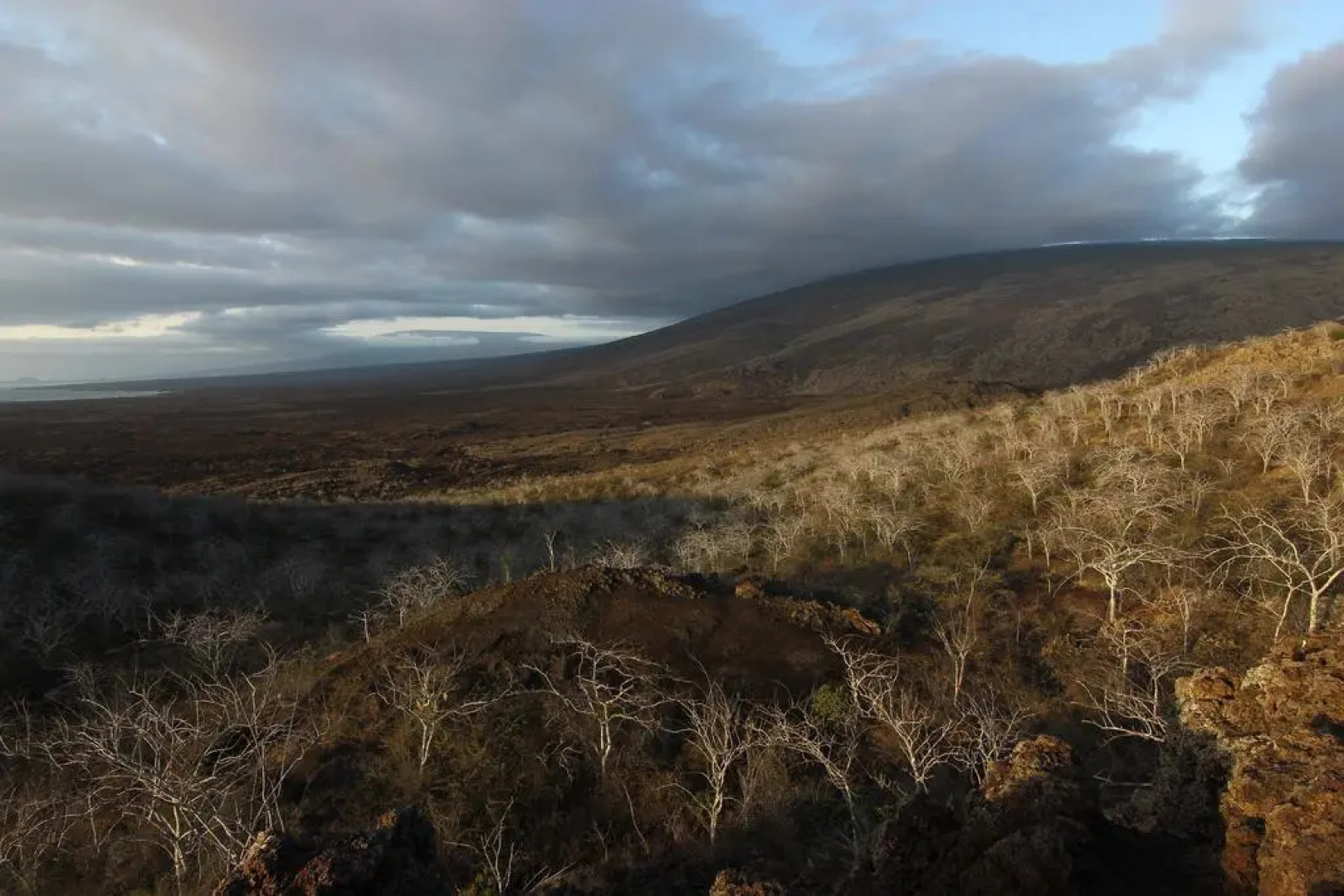 Lava Lizard Guesthouse