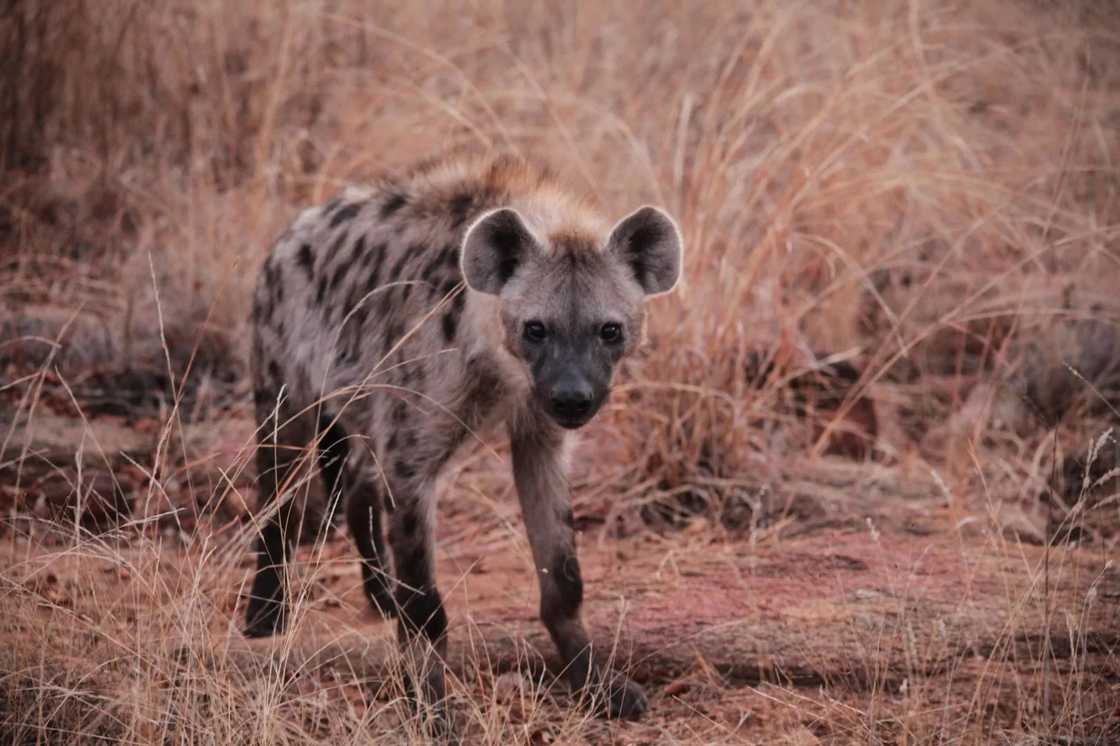 Karongwe - Becks Safari Lodge