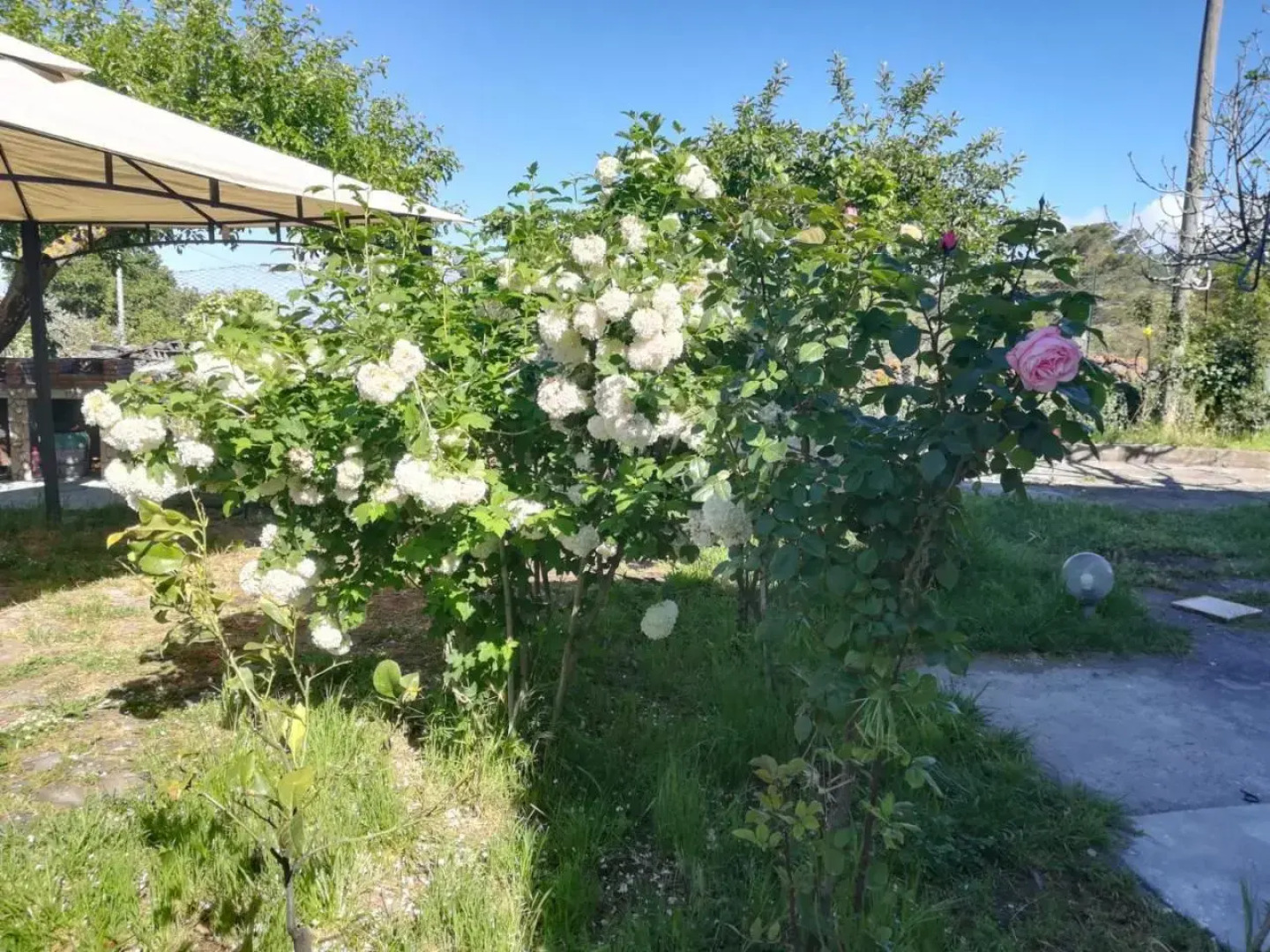 Etna, Salvia E Rosmarino