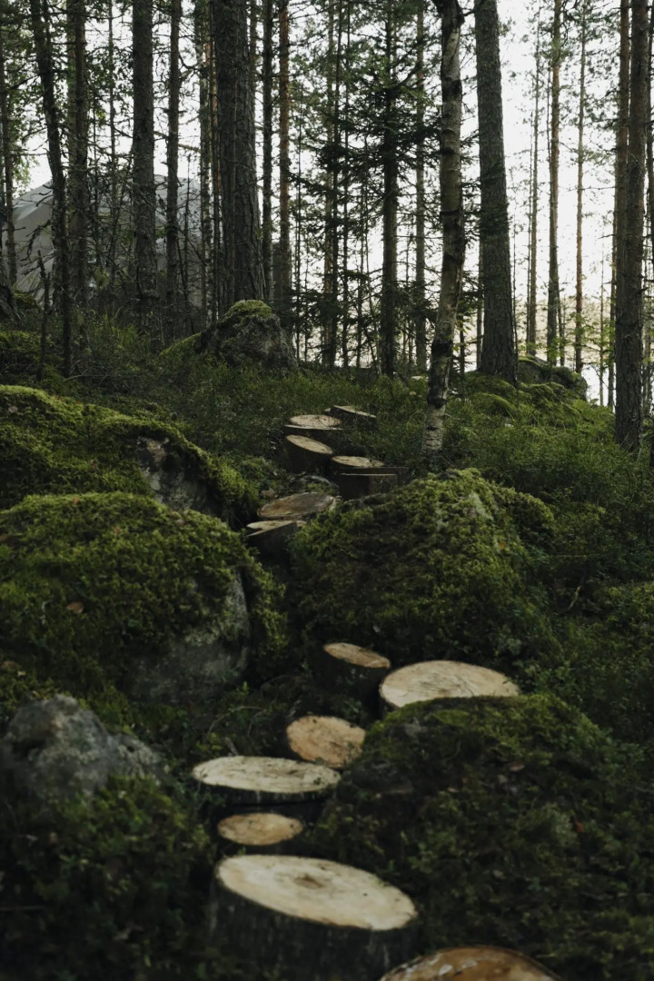 Вили Улей Карелия