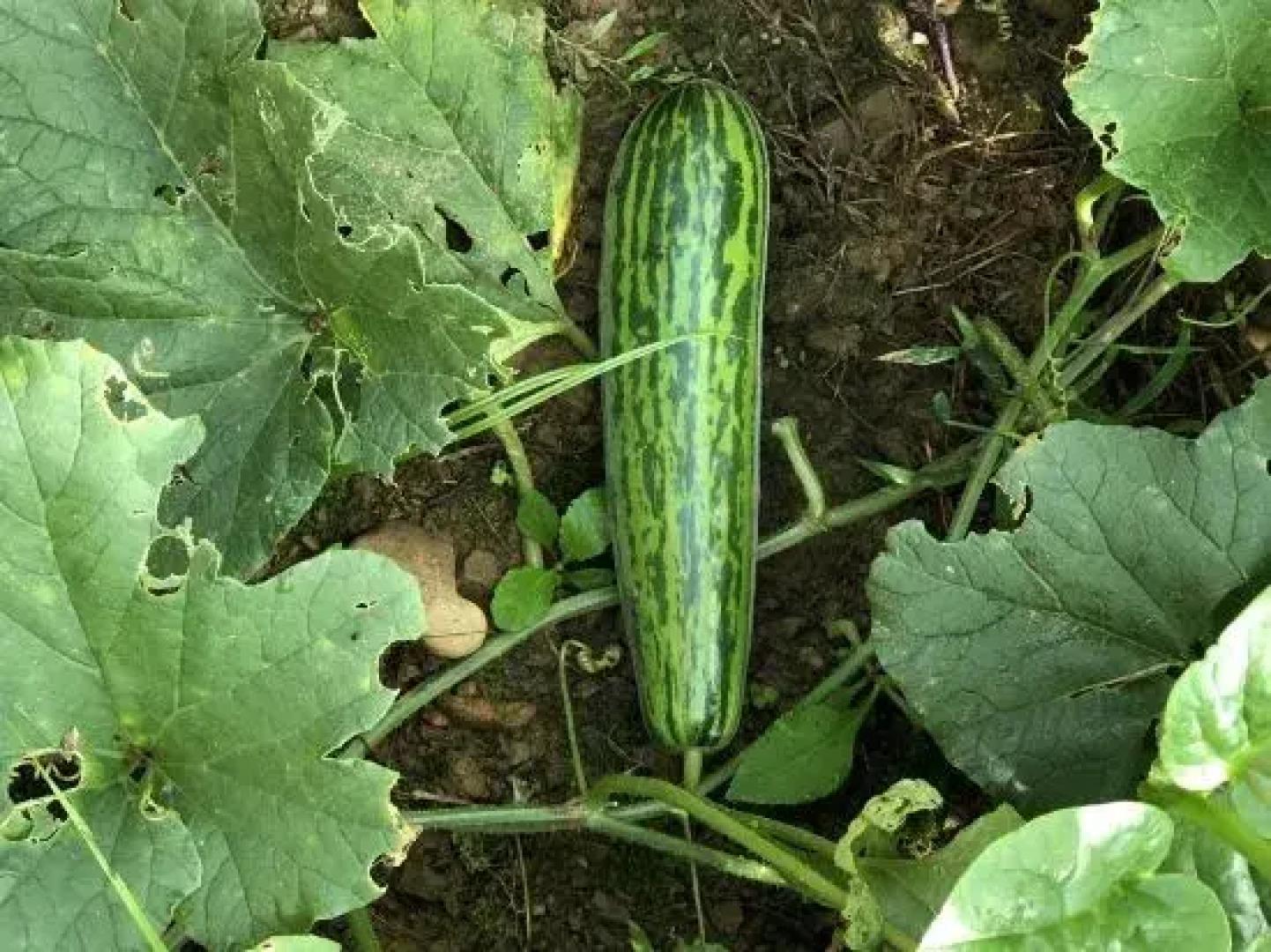 Qixian Qingfeng Farmhouse