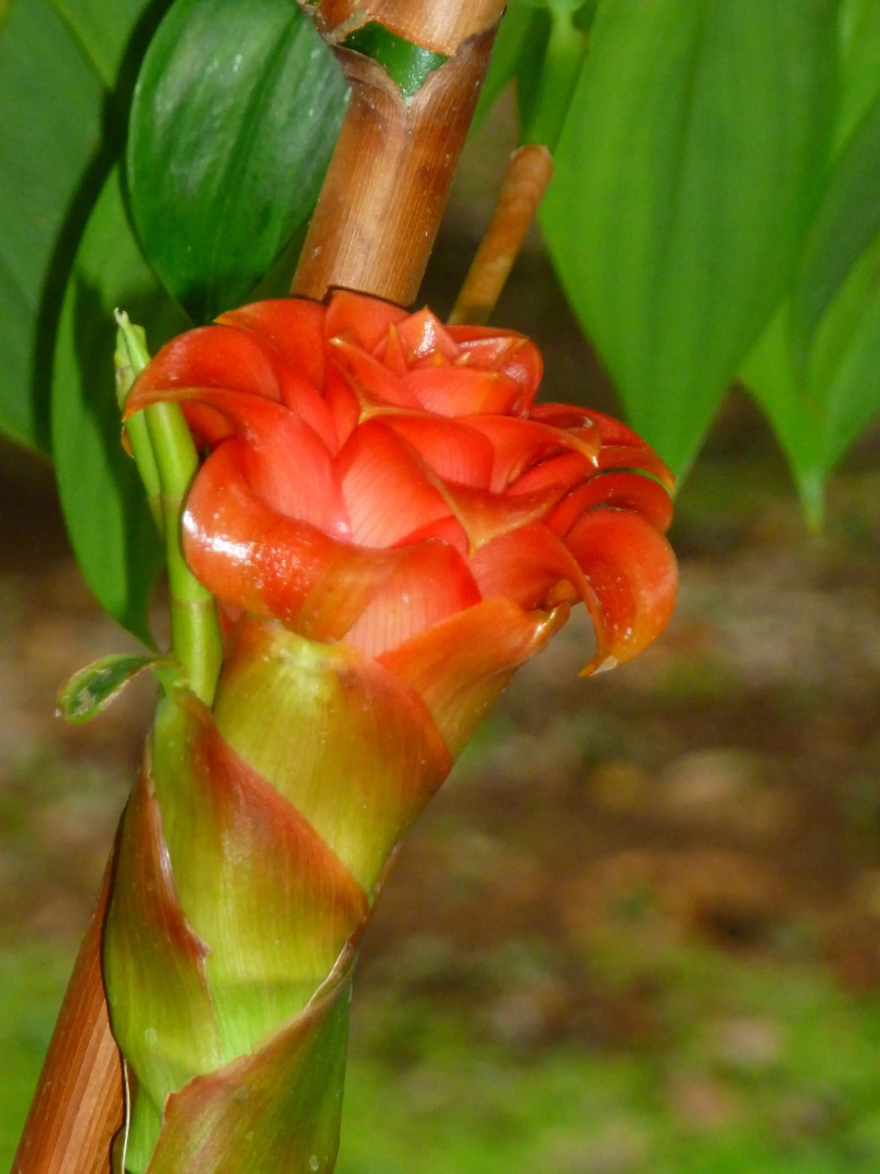 The FlyCatcher Inn Boutique Hotel