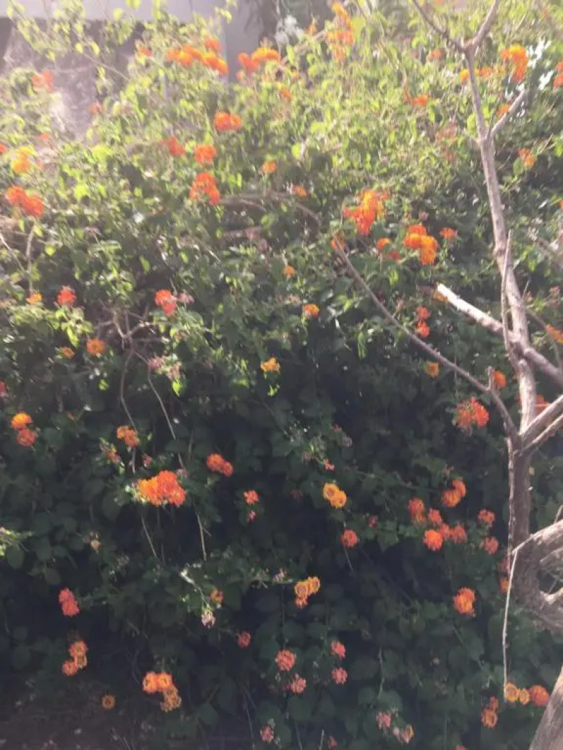 Tiffany's 5' min from airport