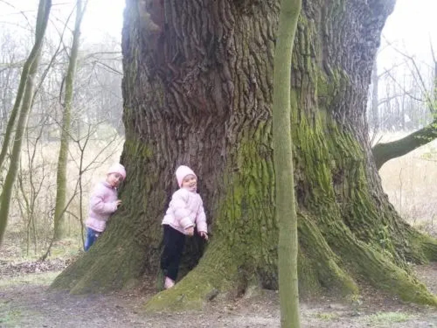 Pałac w Witosławiu ośrodek apifitoterapii "APIHERBA"