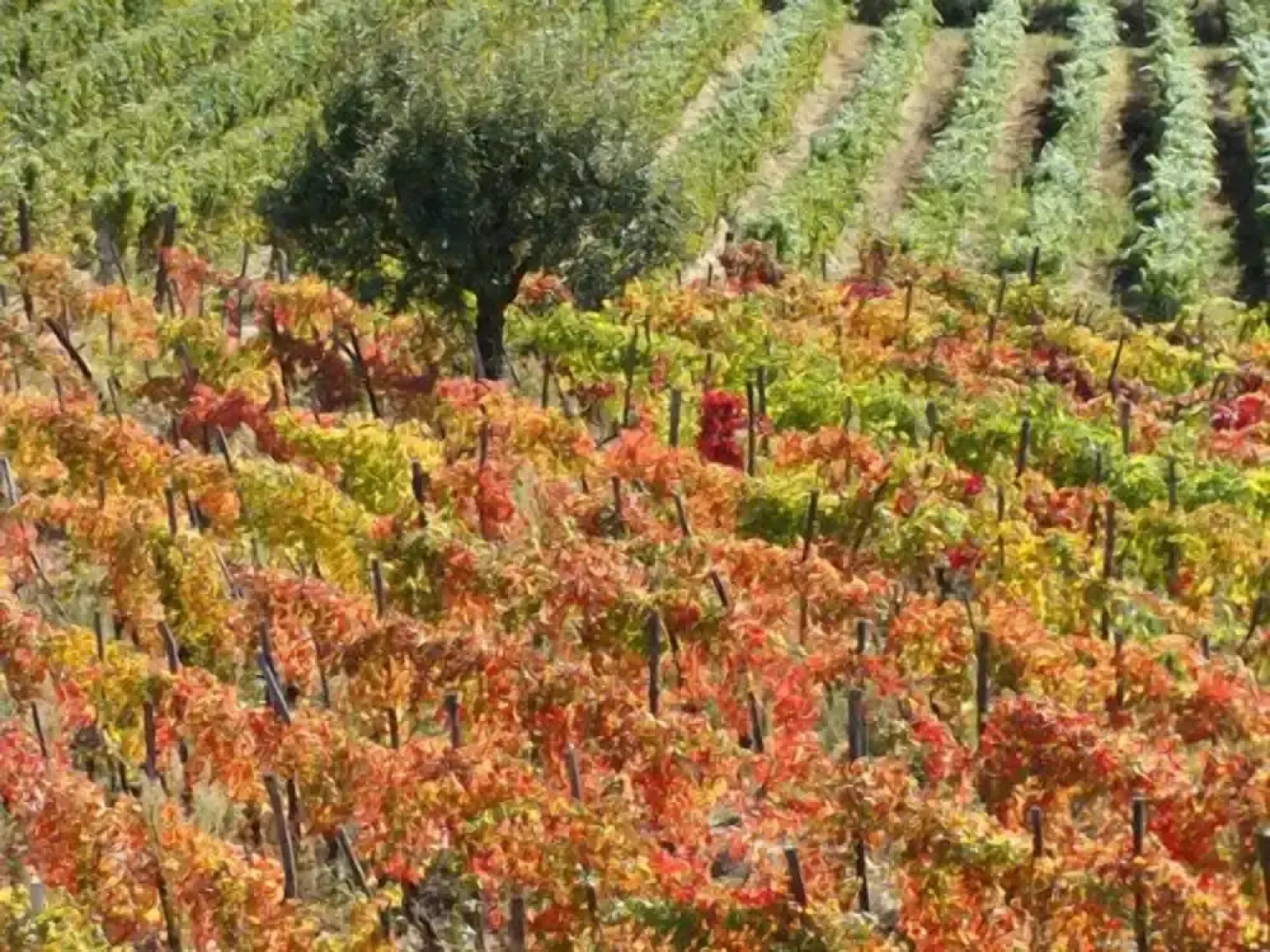 Agriturismo Cascina degli Ulivi