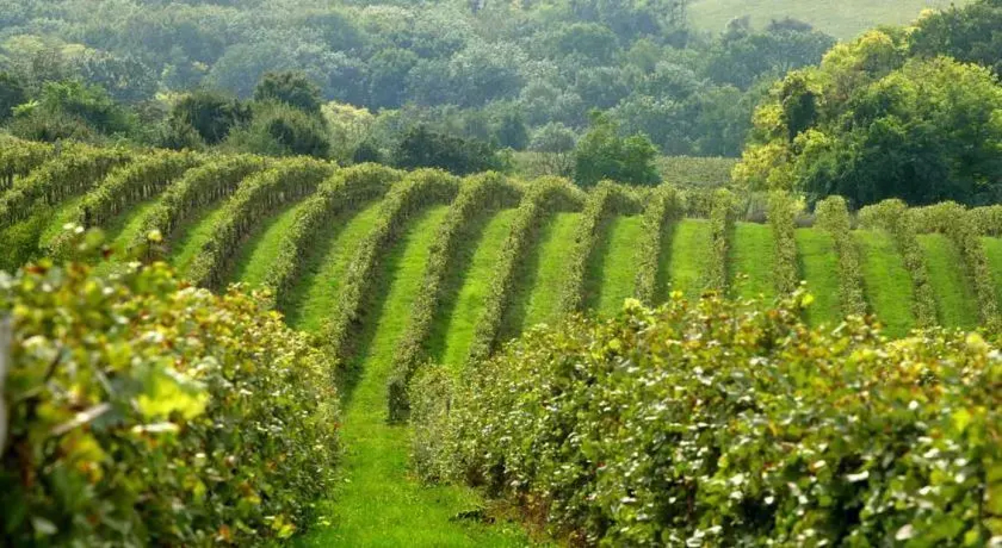 Hilltop Borhotel és Étterem