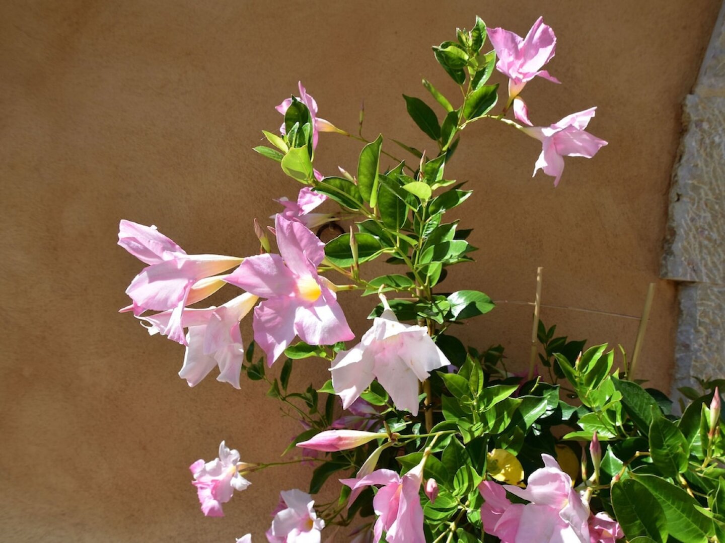 Stunning Villa Near Regusse With Private Swimming Pool