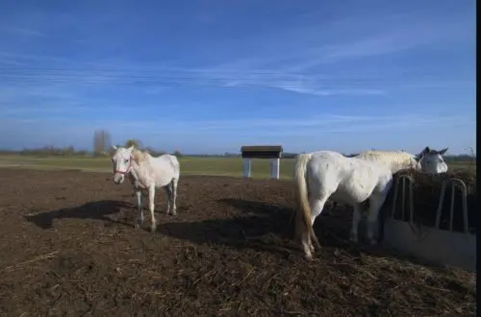 Gedeon Tanya-Panzió