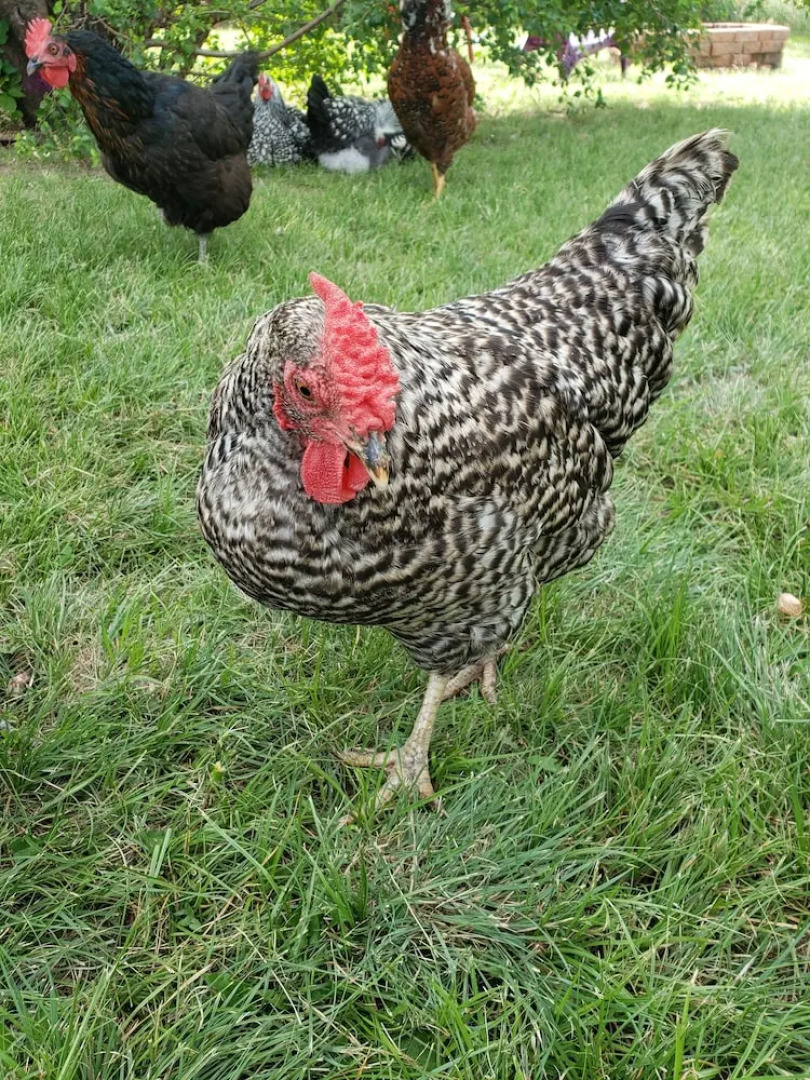 Lofty Living Bud and Breakfast