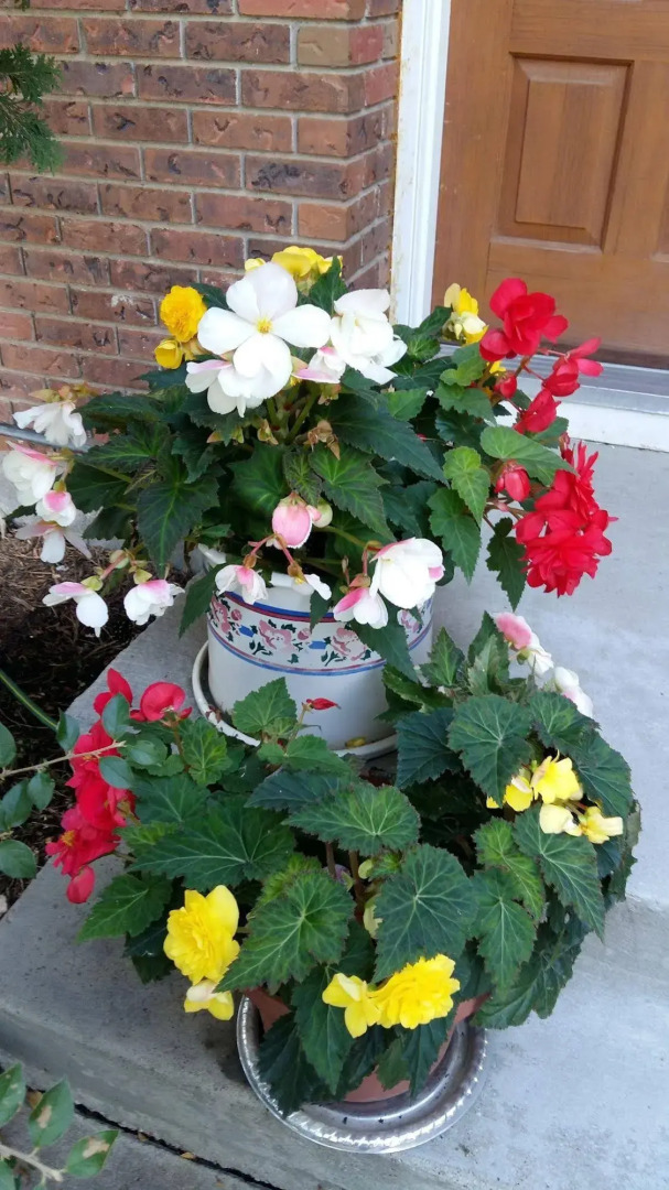 Wild Rose Bed & Breakfast