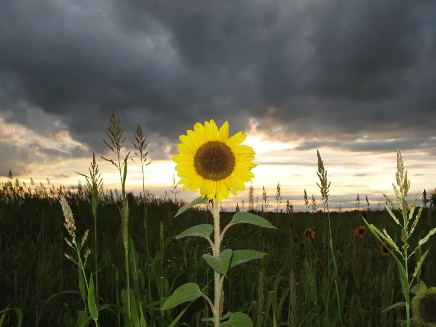 Serviced Apartments Kurpfalzhof