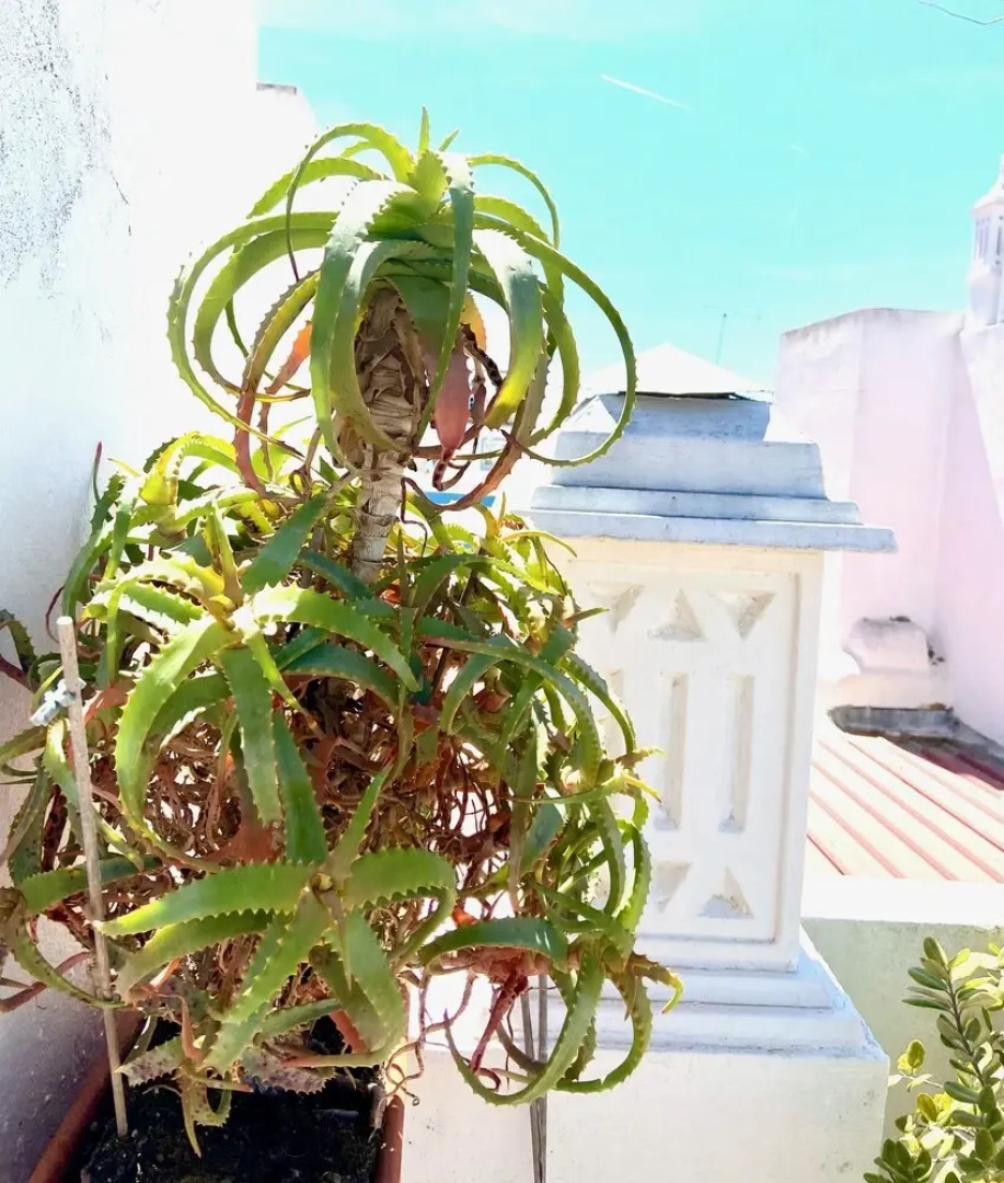 zenit boutique BB Olhao