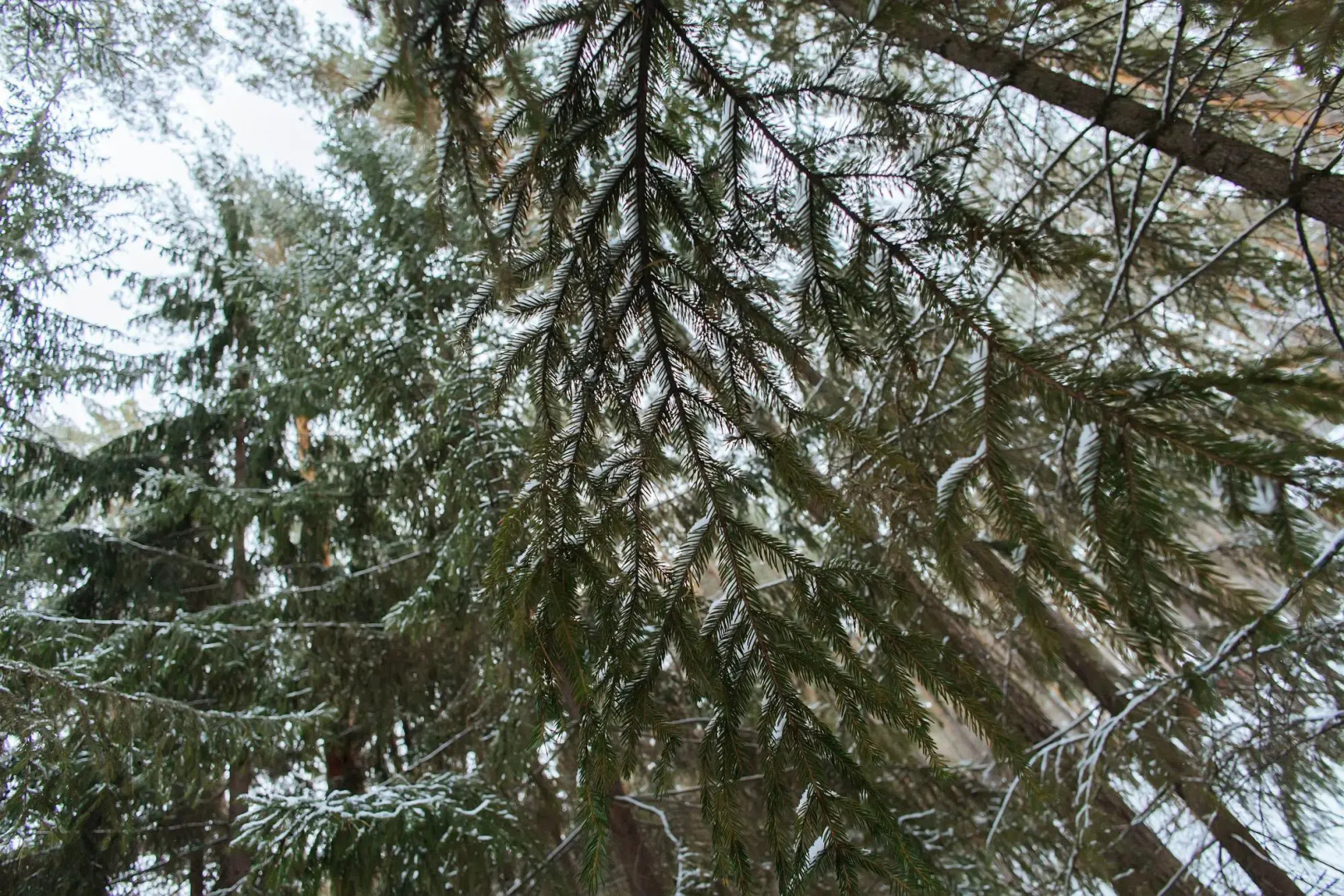 Karakan (Каракан)