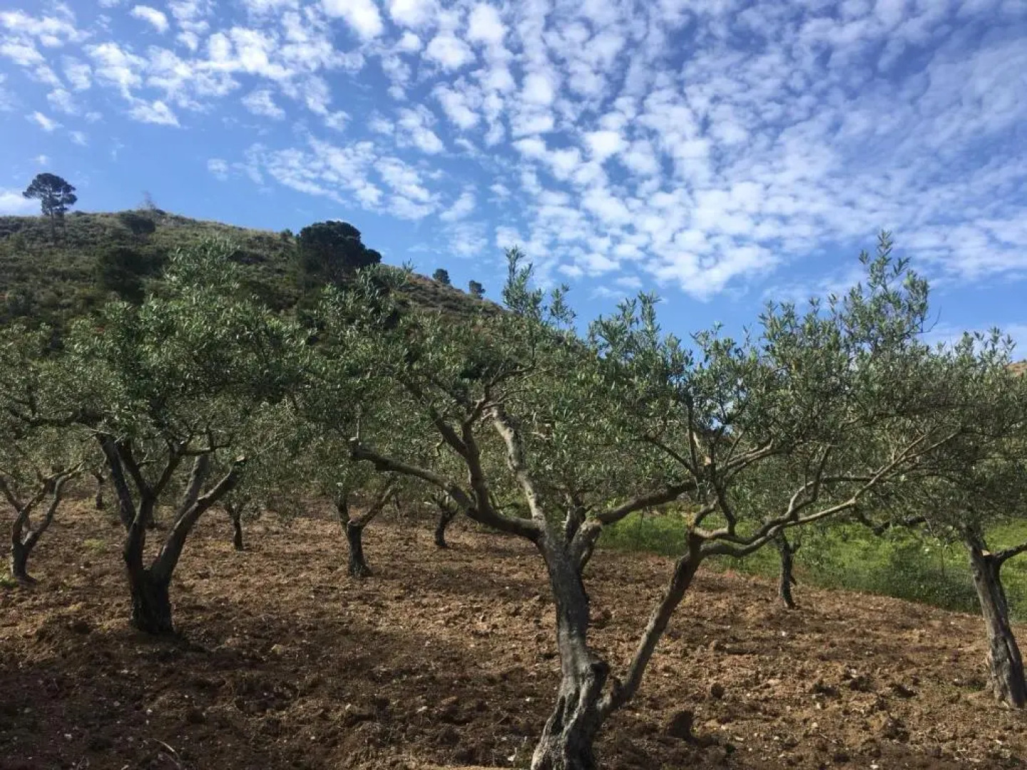 Agriturismo Casebianche