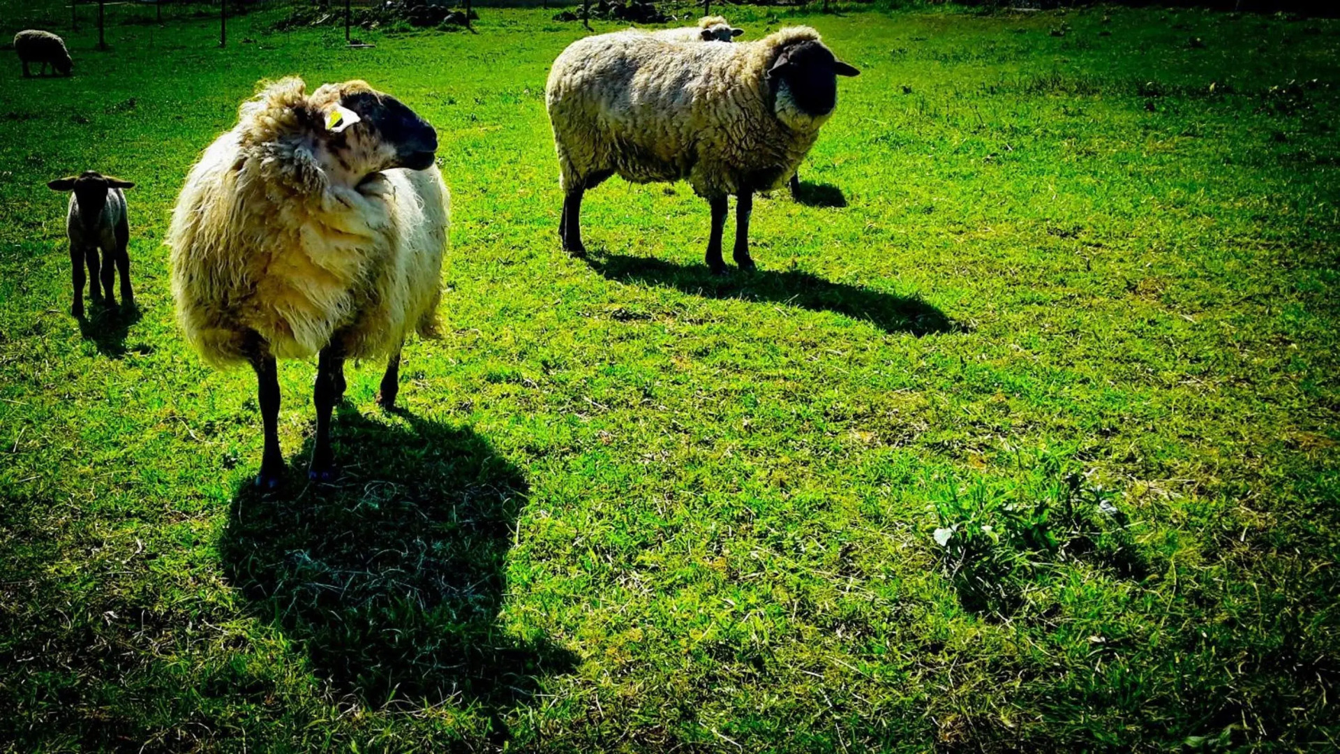 SURFtoLIVE House - Hostel