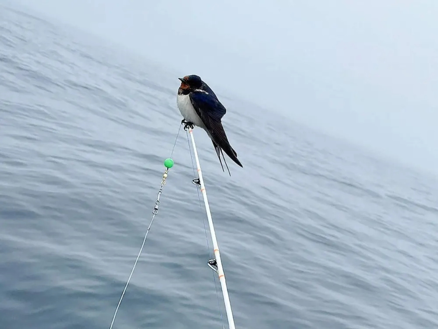 8 Person Holiday Home in Skudeneshavn-by Traum