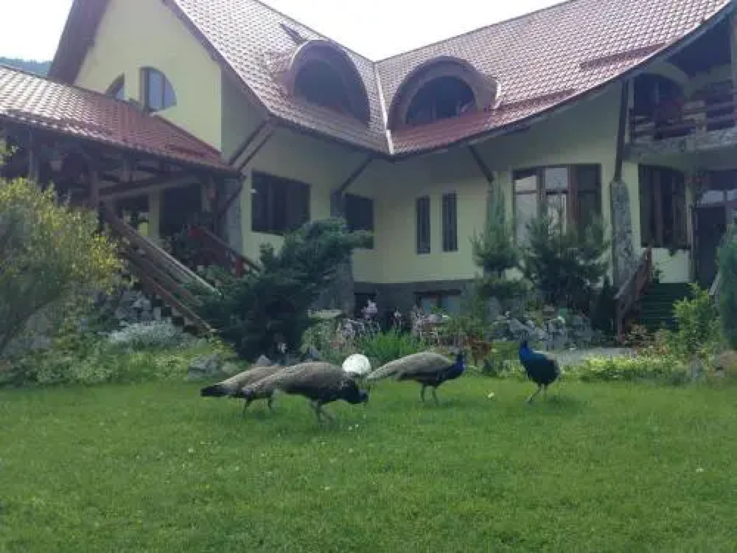 Pensiunea Vidra de Sus