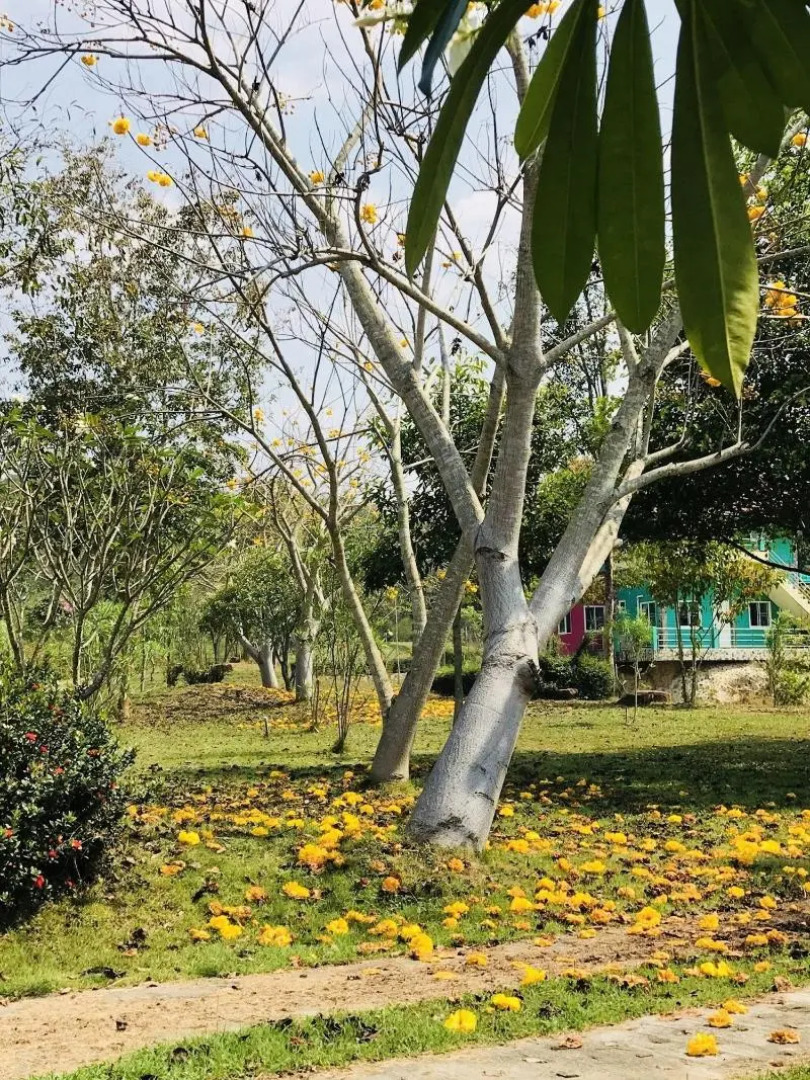 Suan Phueng Pa Wai Resort