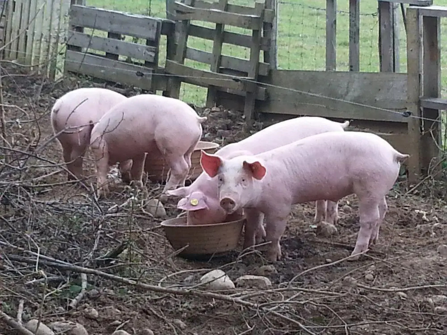 La Petite Ferme des Vitoz