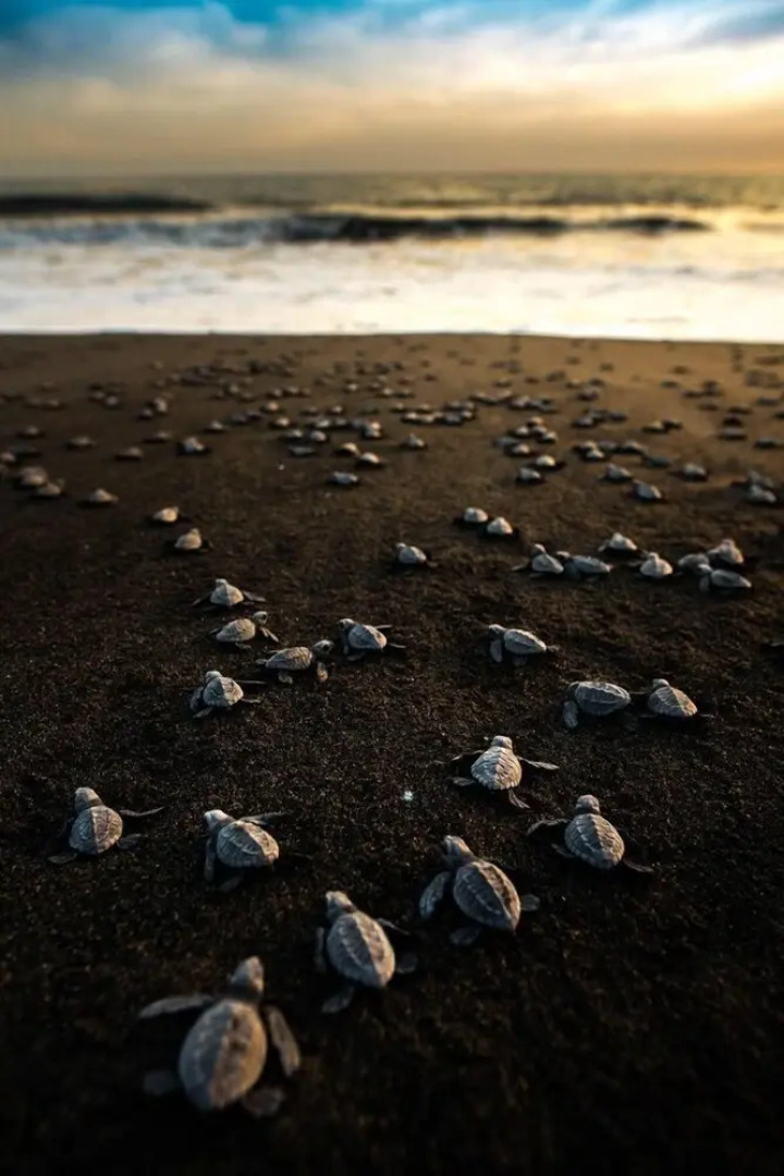 Cocori Lodge Monterrico