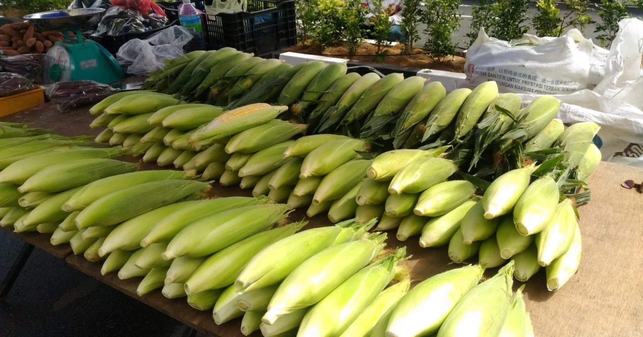 Cameron Golden Hills Resort