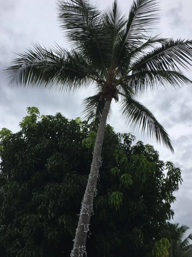 Tres Palmas Inn & Villas