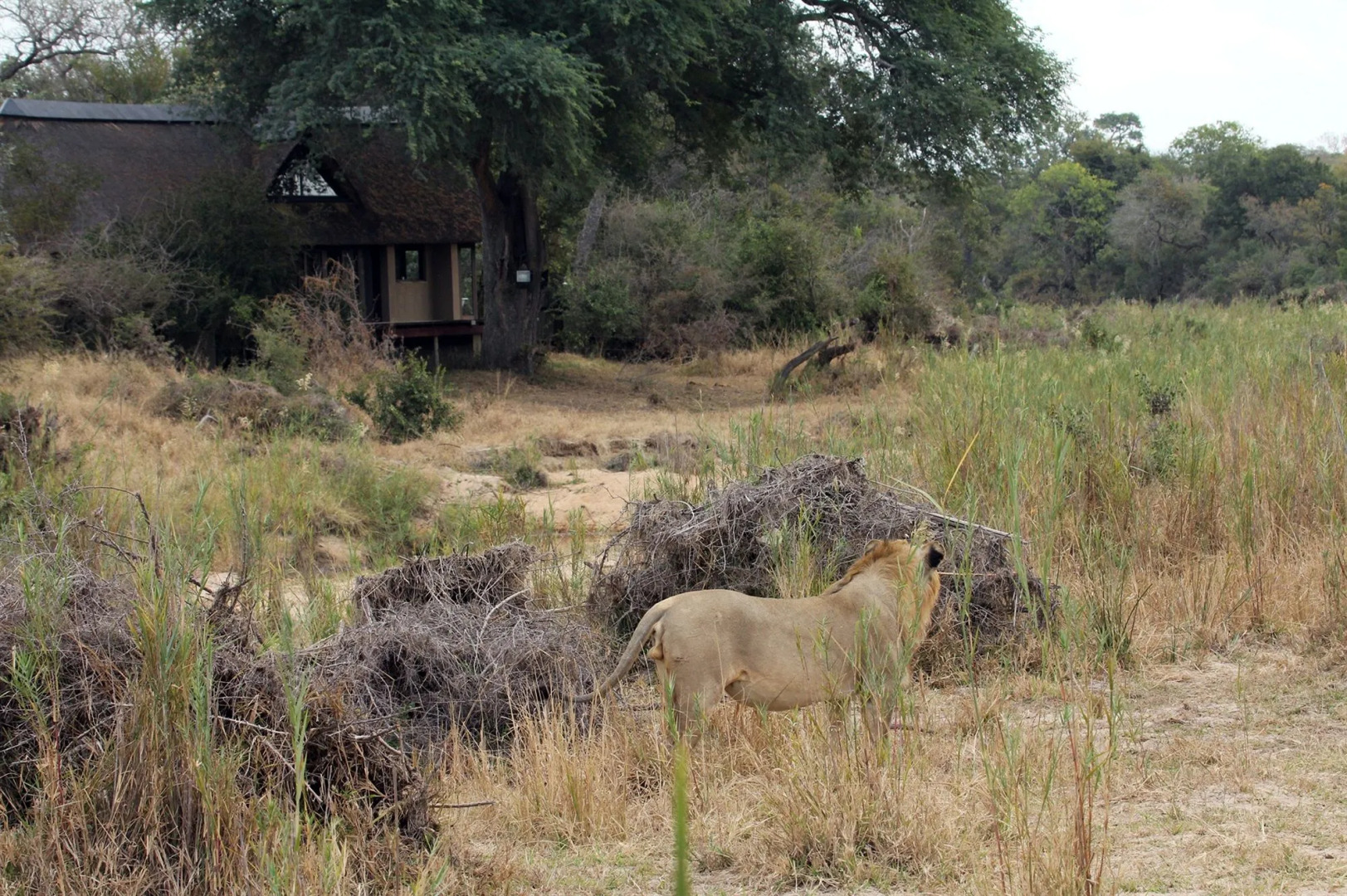 The River Lodge At Thornybush