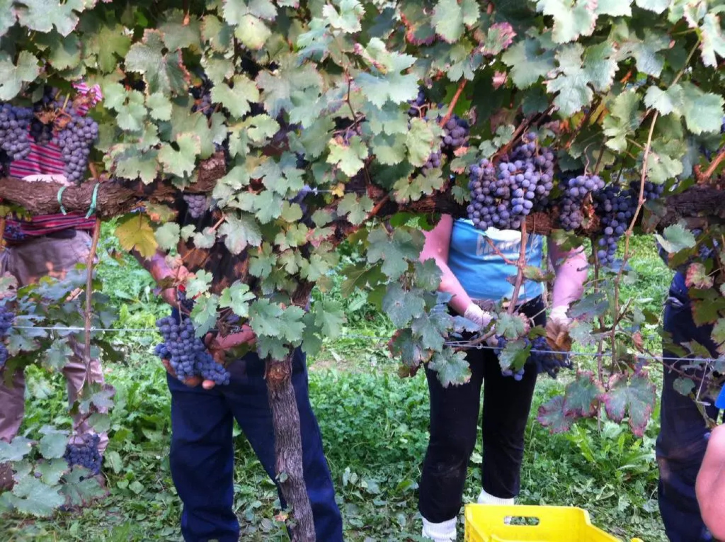 Agriturismo al Capitello