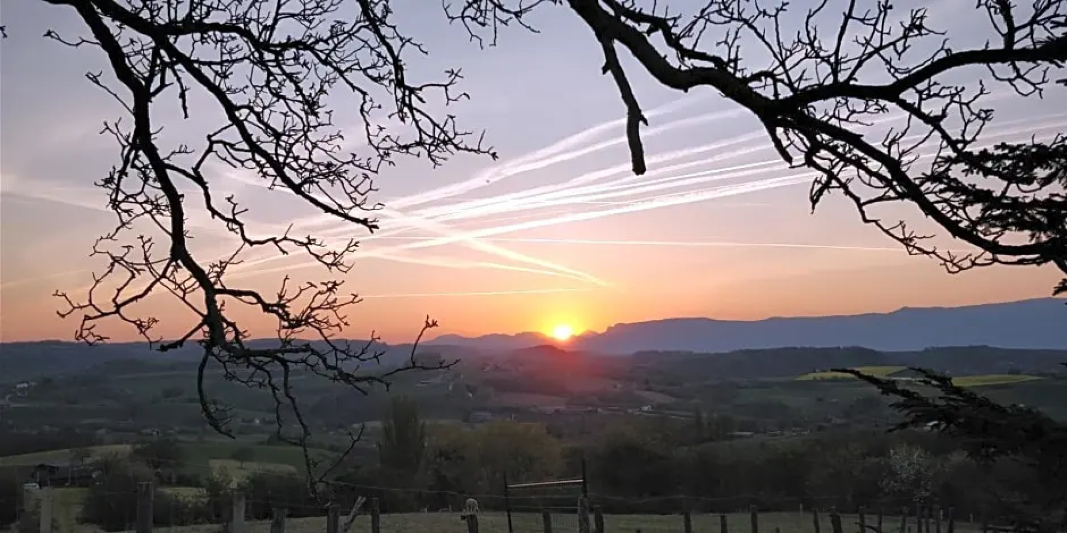 Alpagas Du Domaine Mael