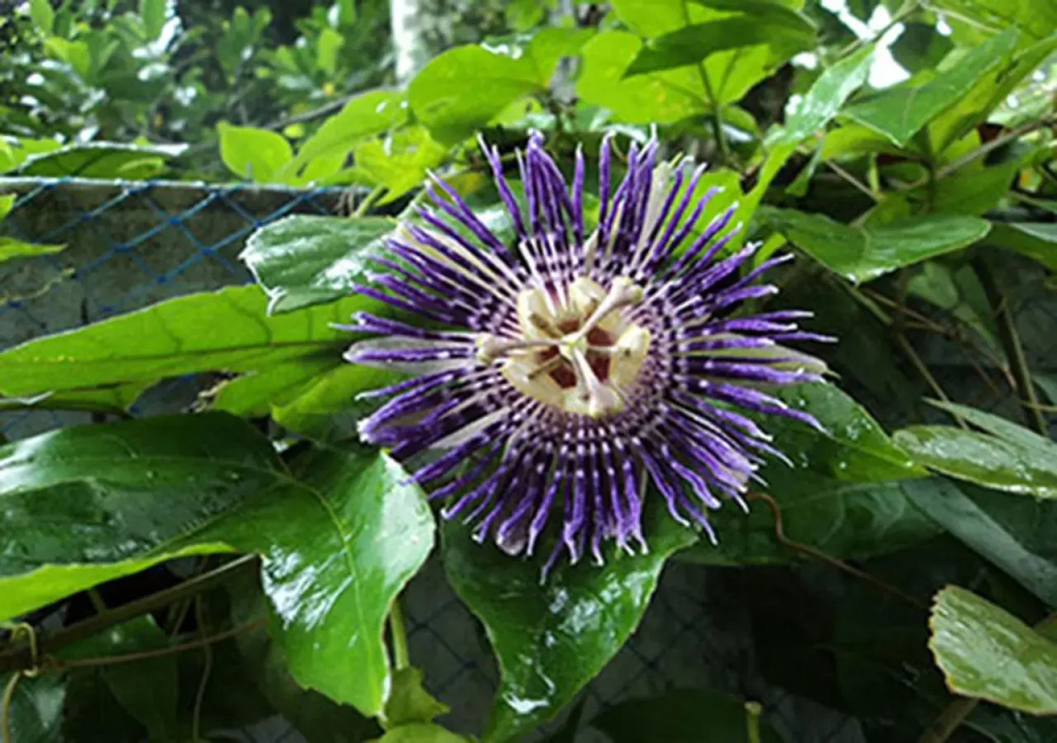 Sundara Mahal Homestay Wayanad