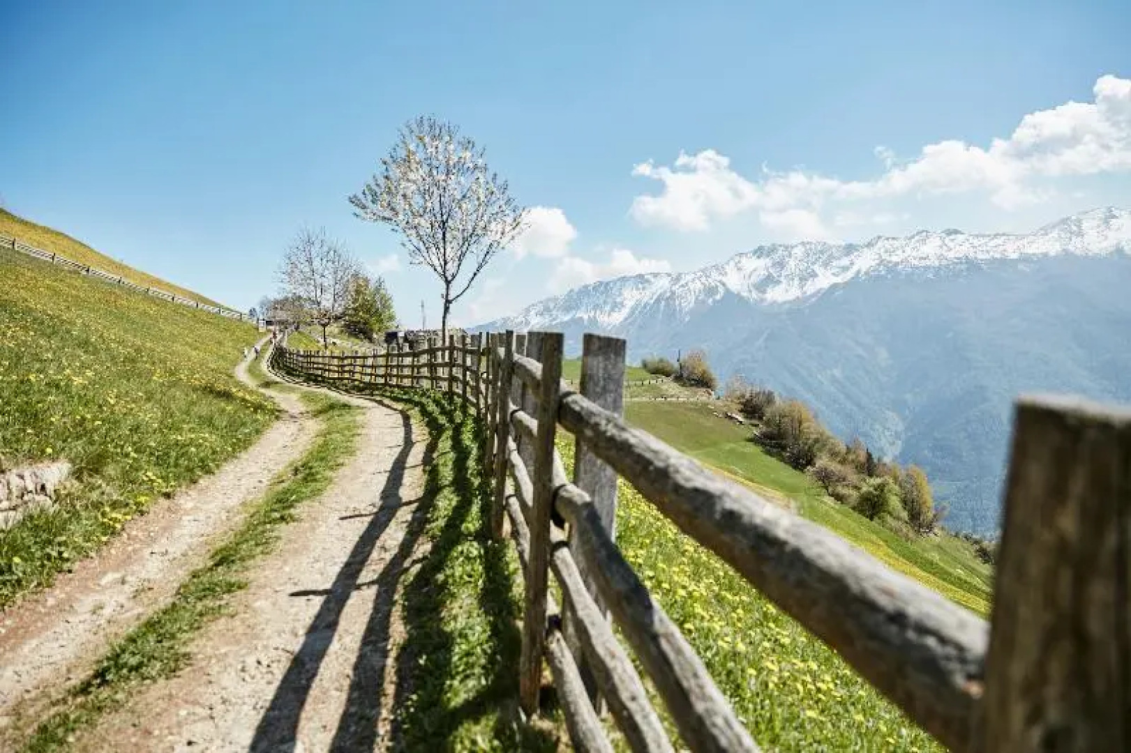 Goldene Rose Karthaus