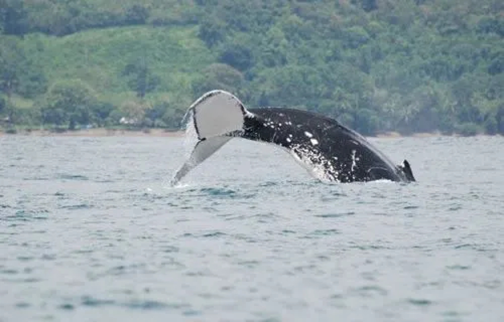 Hotel Paso de Ballenas