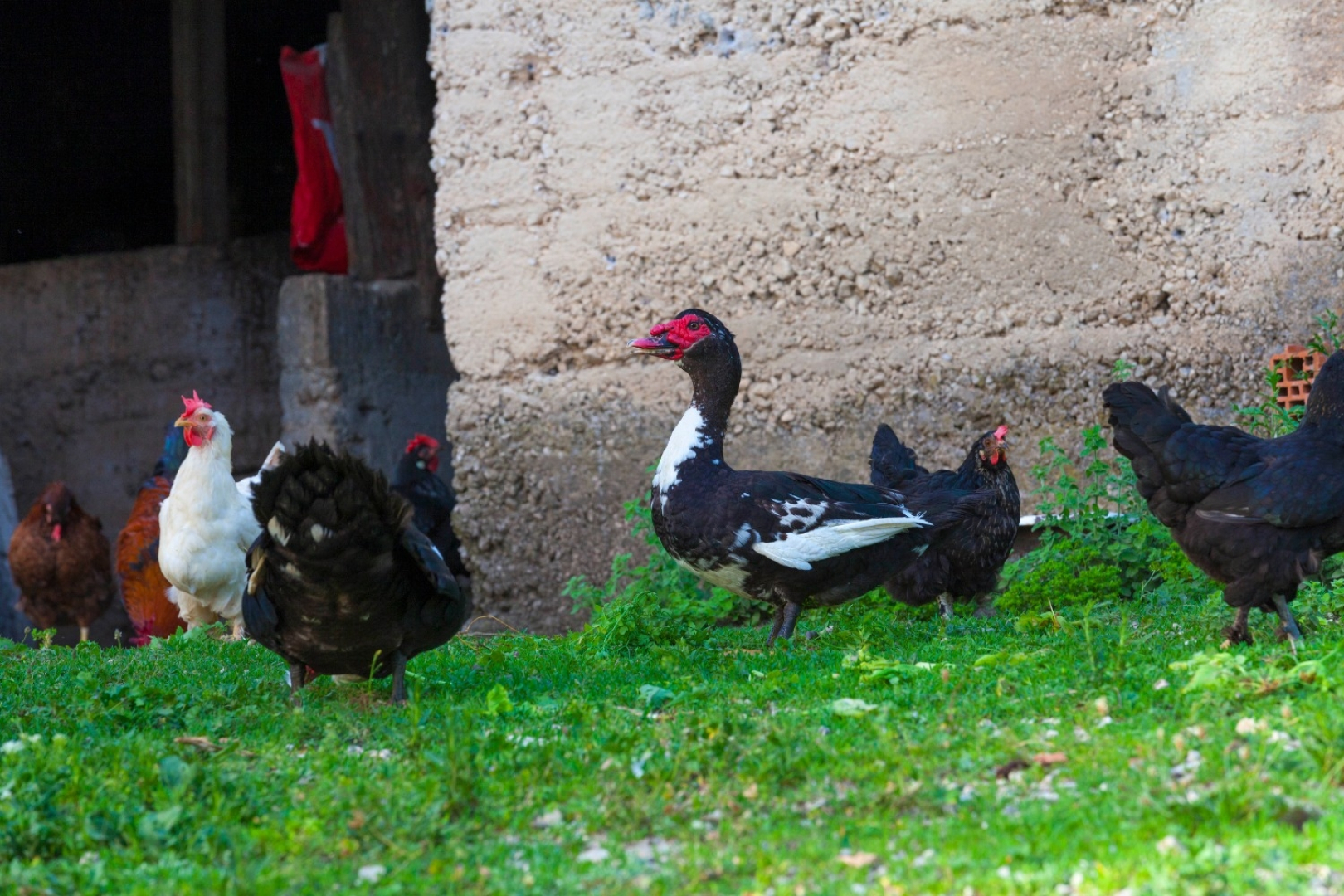 Holiday house Tonci - comfortable & surrounded by nature: Tucepi, Riviera Makarska