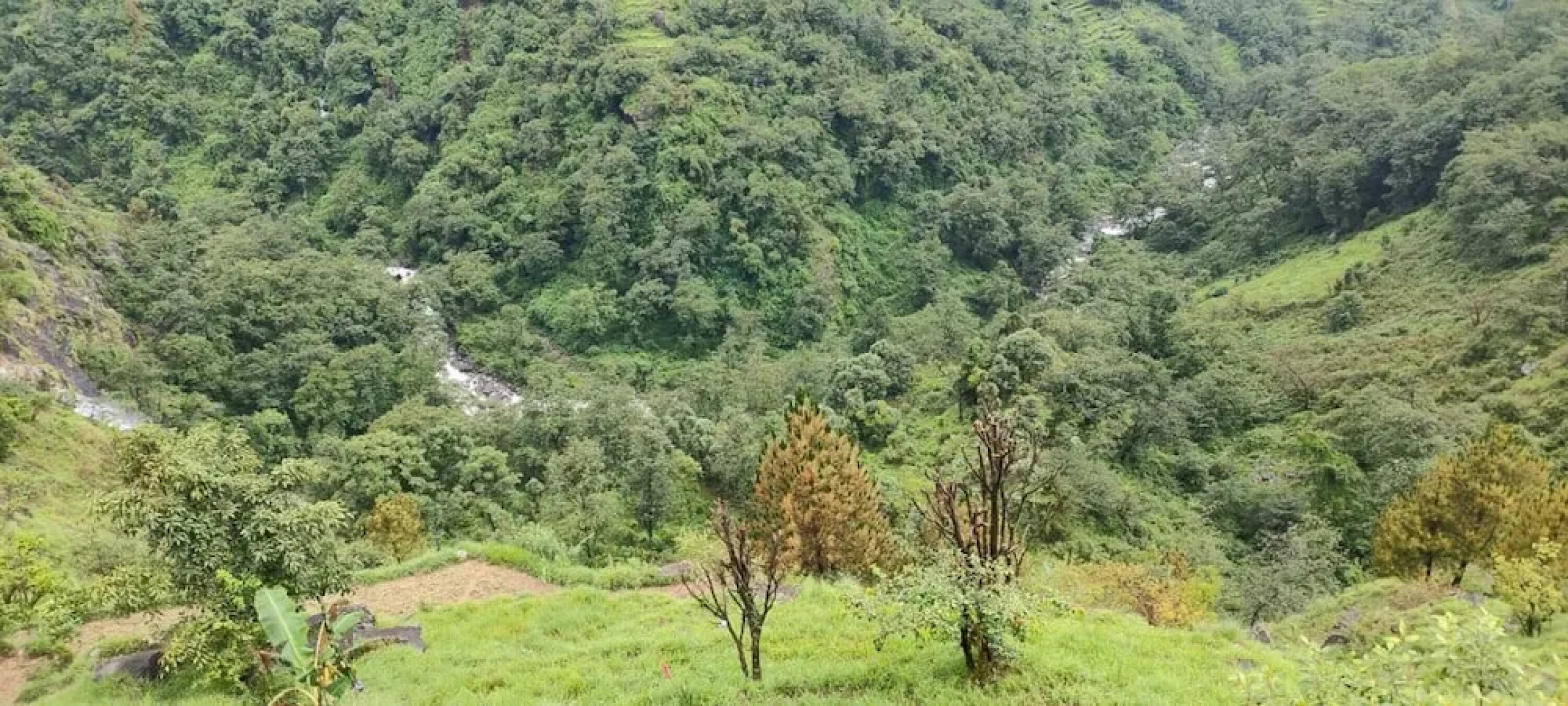 Pine Tree Homestay