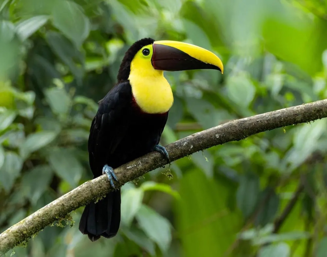 Cabañas Armonía y Jardín de Orquideas