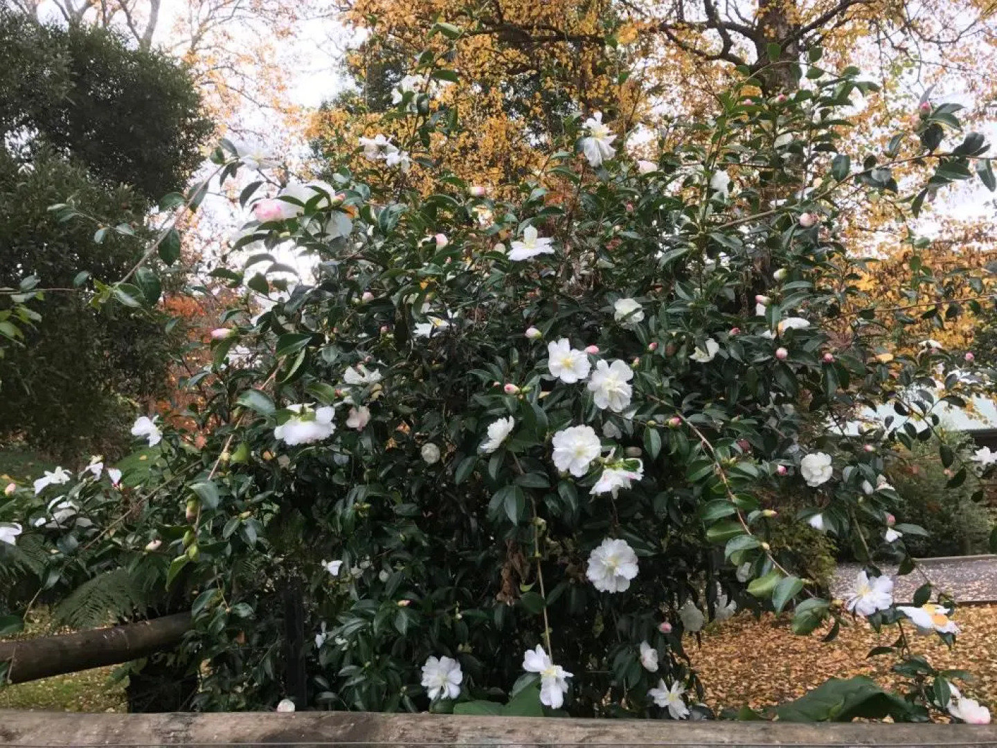 Goldberryaccommodation