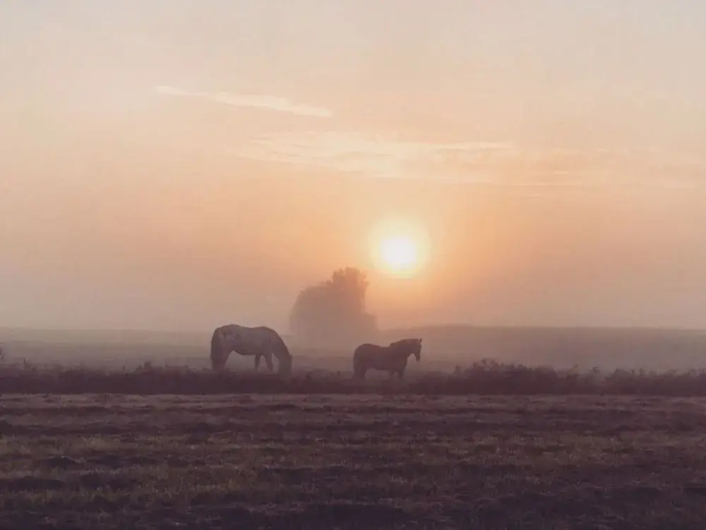 Warft Simmerdeis 2 Comfortable Holiday Residence