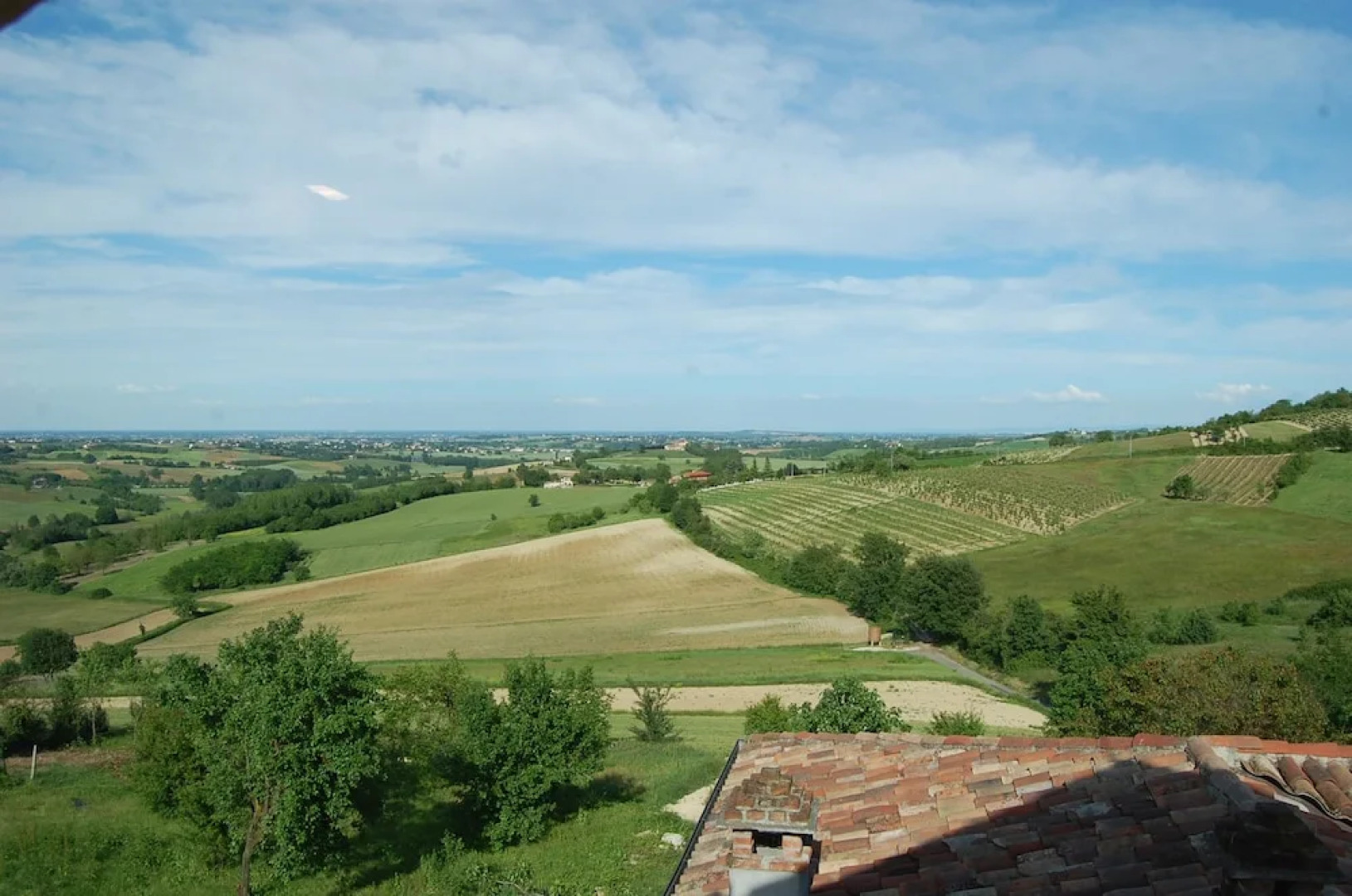 B&B Fraxinus Excelsior