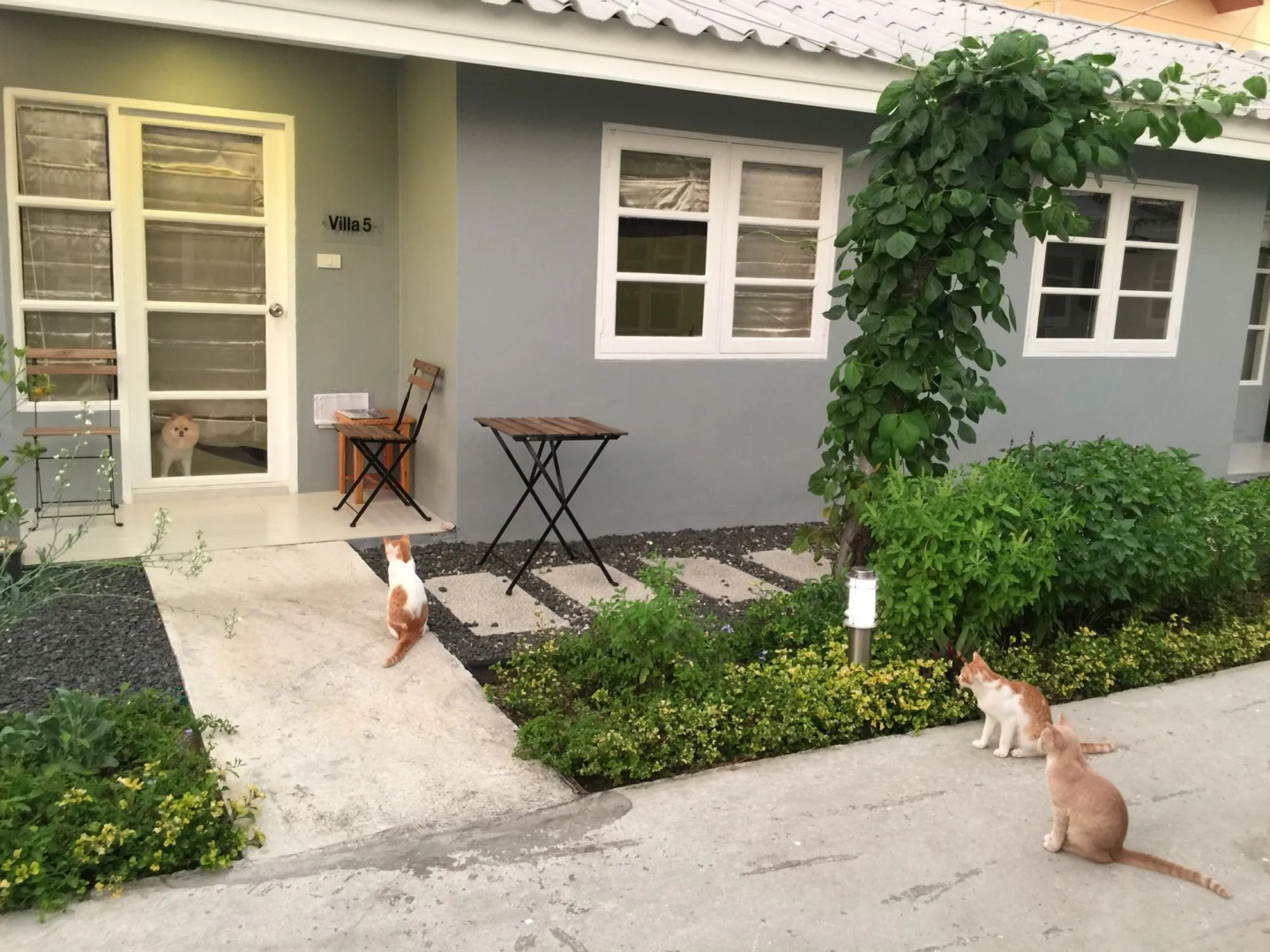 1715 House - White Rhino