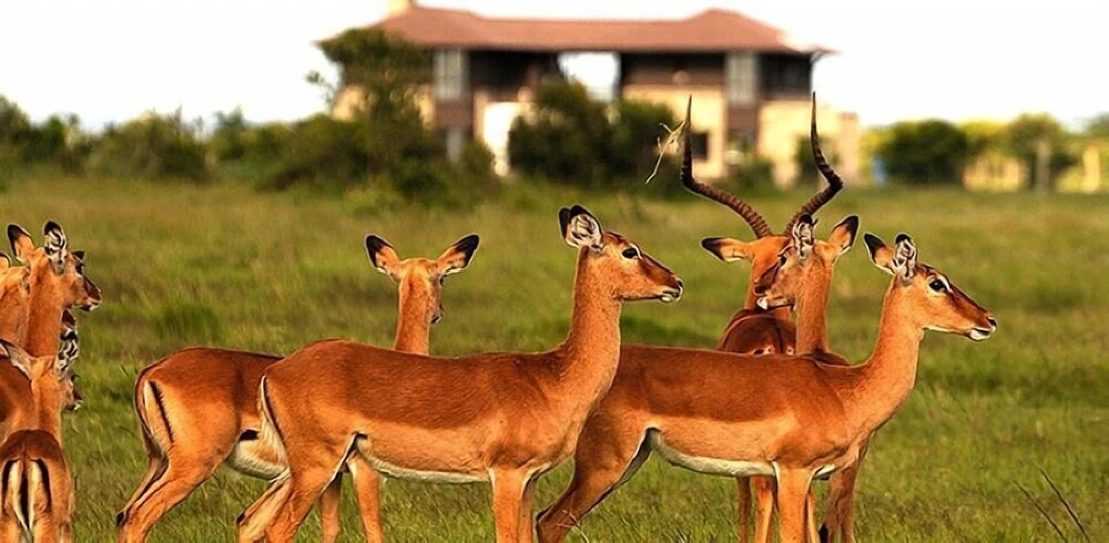 Ol Pejeta Holiday Villas