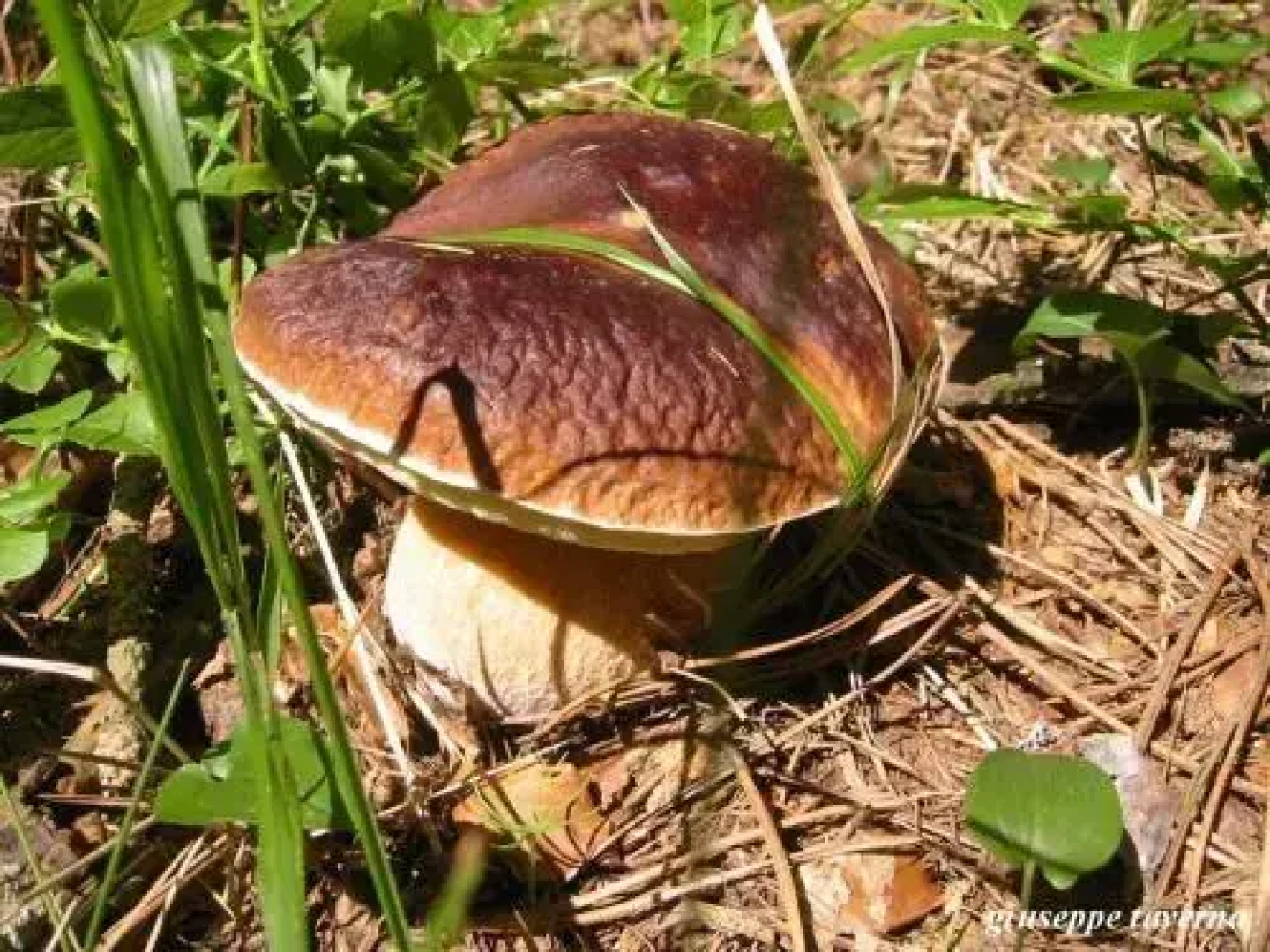 Affittacamere Il Picchio