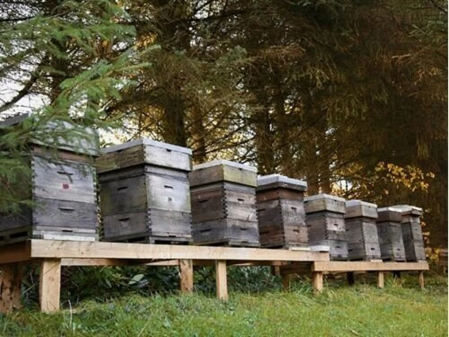 Ffrwdfal Country House