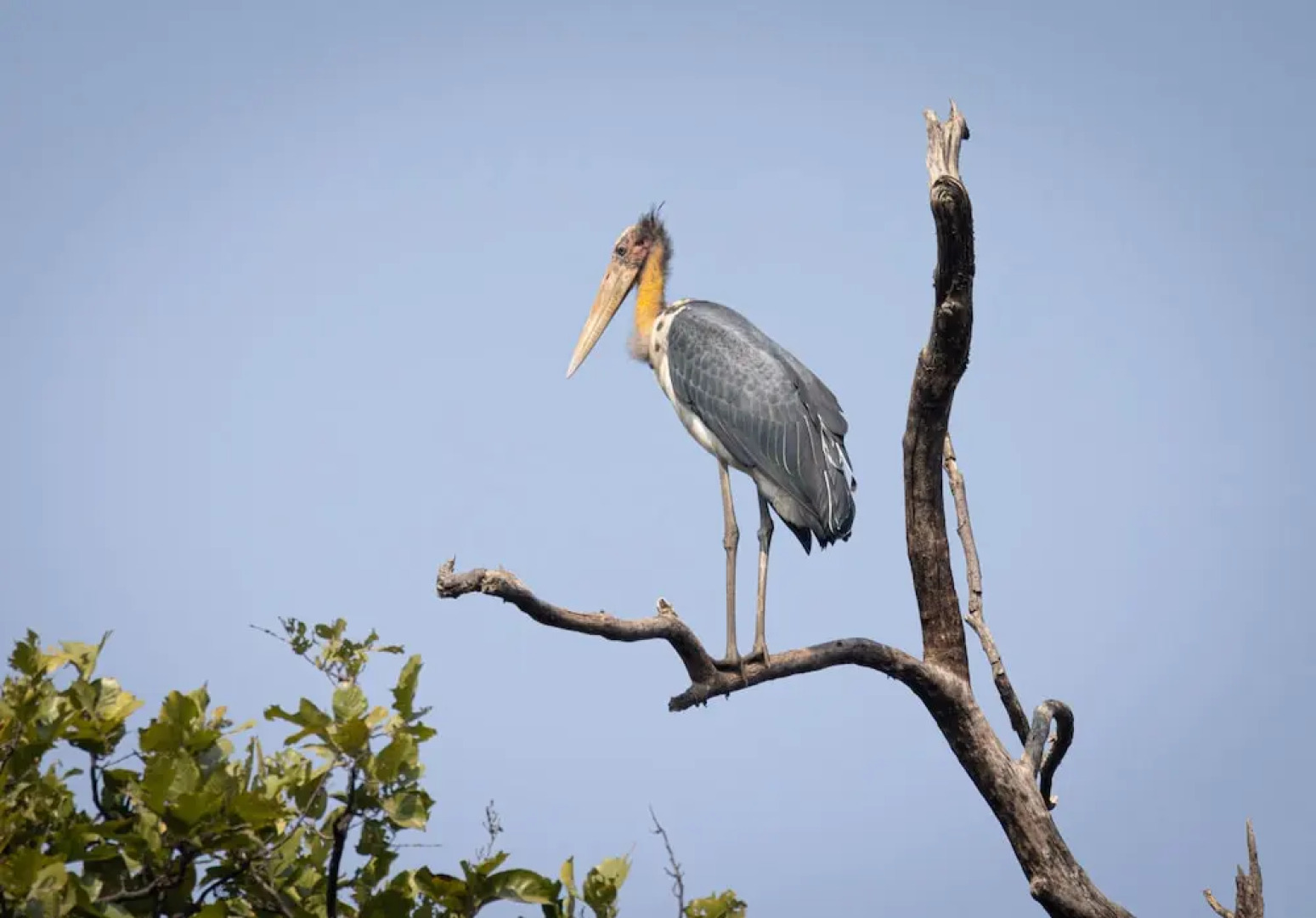 The Untamed Bandhavgarh by TUTC