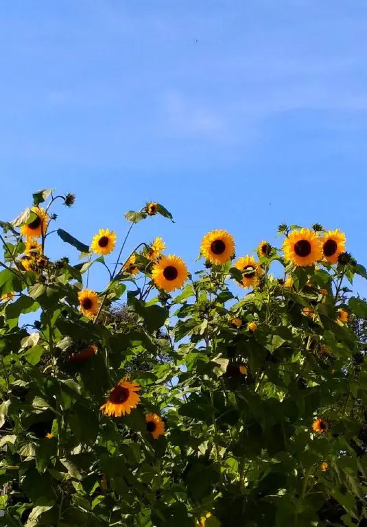 Wohlfühlquartier Louisenlust